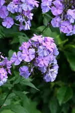 DSC_2286.webp