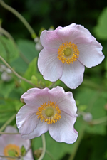 DSC_2299.webp