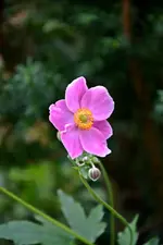 DSC_2300.webp