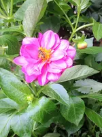 image.webp