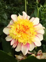 image.webp