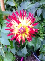 image.webp