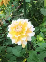 image.webp