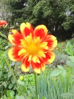 image.webp