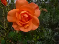 P1150770.webp