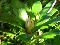 DSCN9361.webp