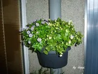 P1000649.webp