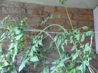 Black Cherry obere Leine.webp
