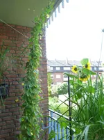 Susanne und Sonnenblume.webp Susanne und Sonnenblume.webp