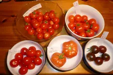 Tagesernte.webp