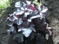BILD3335.webp