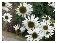 006.webp