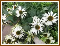 001.webp