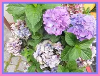 013.webp