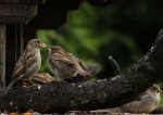 spatz beim Füttern+++.jpg