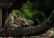 spatz beim Füttern+++.webp