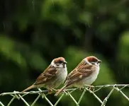 spatzenkinder im Regen++.webp