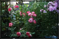 comp_DSC02066.webp