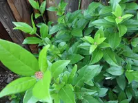 SAM_5235.webp