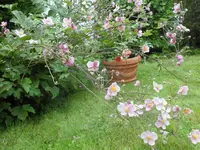 SAM_5231.webp