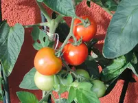DSCN_0_1885.3.webp