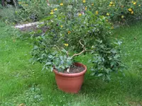 DSCF3668.webp