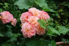 DSC_5_0674.2.webp