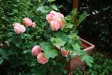 DSC_5_0675.2.webp