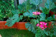 DSC_5_0953.2.webp