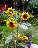 DSC_5_1010.2.webp