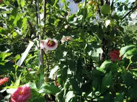 DSCN_0_1914.webp