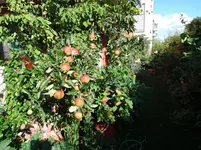 DSCN_0_1905.2.webp