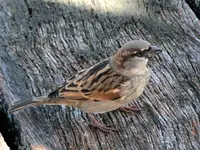 Copy of IMG_8867v.webp