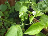 BILD3354.webp