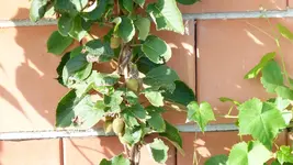 Kiwi.webp