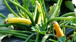 Zucchini gelb.webp