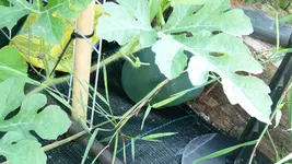 Wassermelone 1.webp