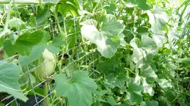 Melonen 1.webp