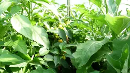 Paprika 3.webp