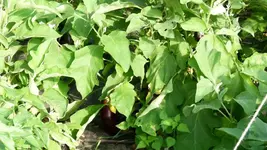 Auberginen 3.webp