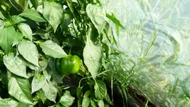 Paprika 2.webp