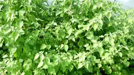 Physalis 3.webp
