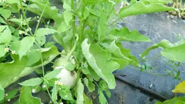 Auberginen 2.webp