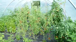 Tomaten 4.webp