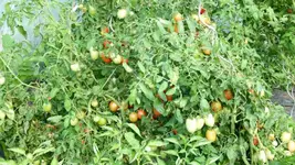 Tomaten 3.webp