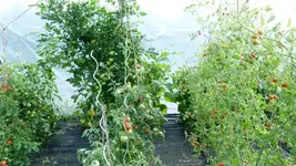 Tomaten 2.webp