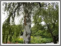 060.webp
