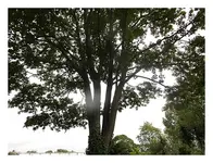 266.webp