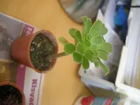 DSCN1292.webp