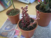 DSCN1293.jpg